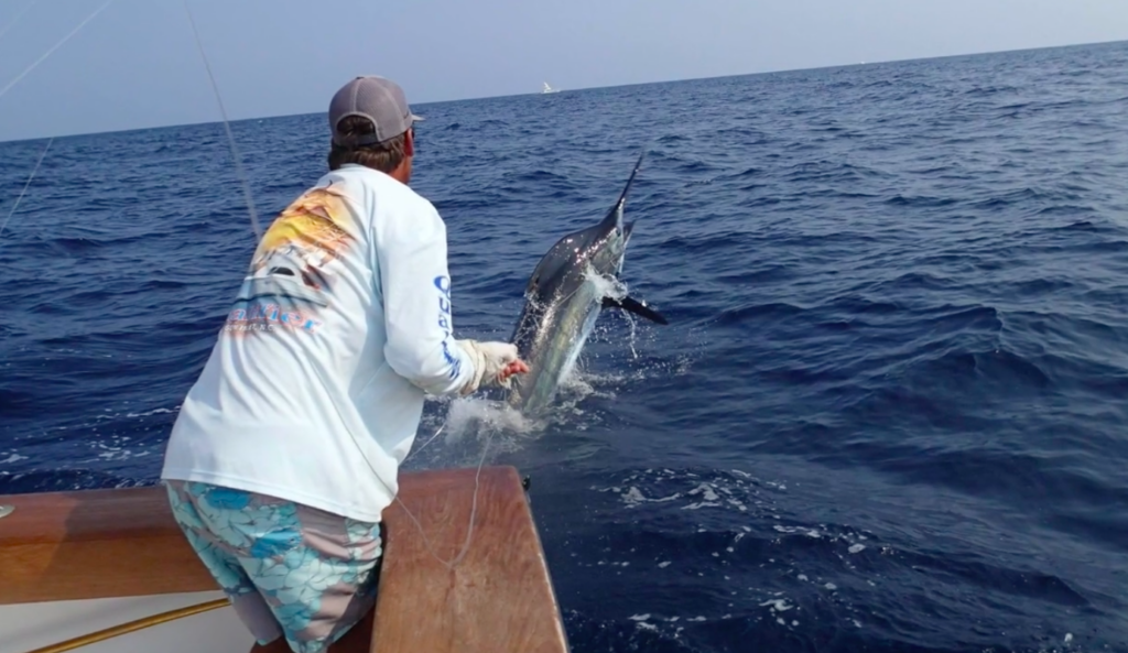 blue marlin fishing